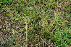 Thesium ramosum
