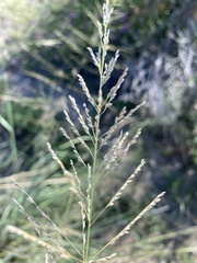 Sporobolus cryptandrus