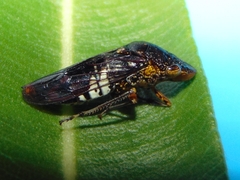 Homalodisca ichthyocephala