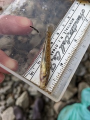Etheostoma nigrum