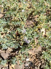 Heliotropium curassavicum