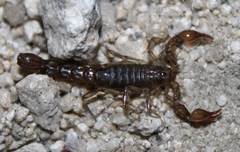 Superstitionia donensis