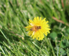 Apis mellifera