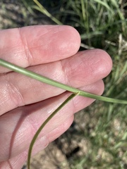 Sporobolus cryptandrus