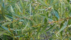 Salix lutea