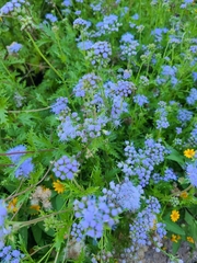 Conoclinium dissectum