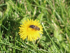 Apis mellifera