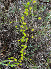 Drosera macrantha