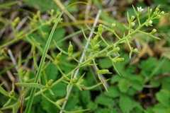 Thesium ramosum