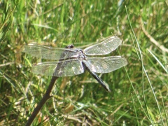 Libellula comanche