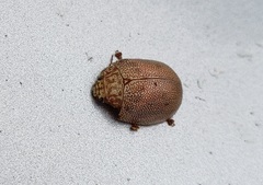 Paropsis