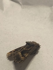 Euplexia euplexina
