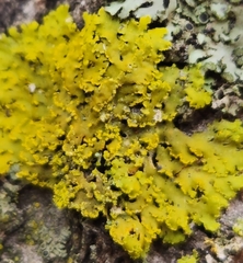 Xanthomendoza ulophyllodes