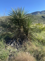 Yucca torreyi