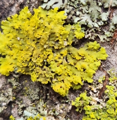 Xanthomendoza ulophyllodes