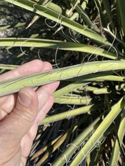 Yucca torreyi