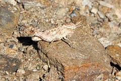 Chimarocephala pacifica