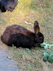 Oryctolagus cuniculus