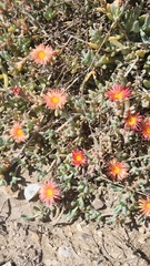 Malephora crocea