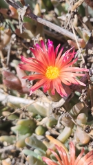 Malephora crocea