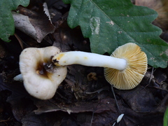 Russula puellaris