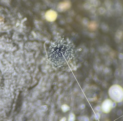 Podospora collapsa