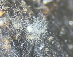 Podospora collapsa