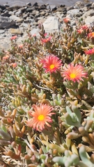 Malephora crocea