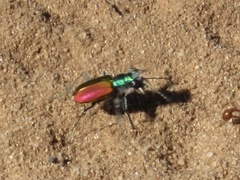 Cicindela scutellaris