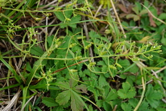 Thesium ramosum