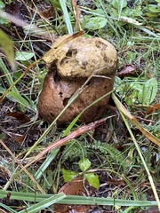Calvatia craniiformis