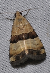 Pseudozarba bipartita