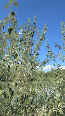 Elaeagnus angustifolia