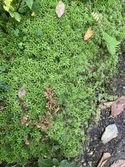 Sphagnum squarrosum