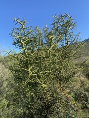 Koeberlinia spinosa