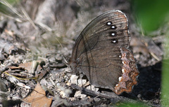 Gyrocheilus patrobas