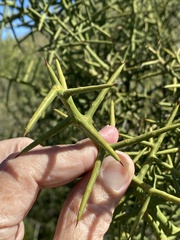 Koeberlinia spinosa