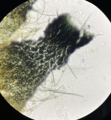 Podospora collapsa