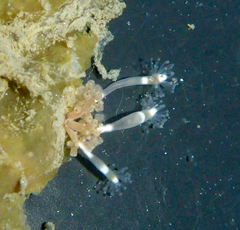 Hydrocoryne bodegensis