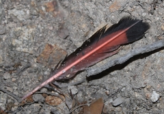 Colaptes auratus cafer