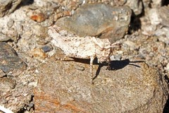 Chimarocephala pacifica