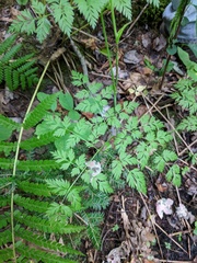 Conioselinum chinense