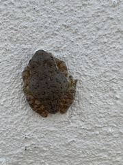 Hyla arenicolor