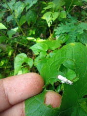 Antaeotricha