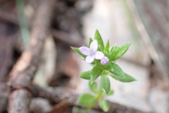 Sherardia arvensis
