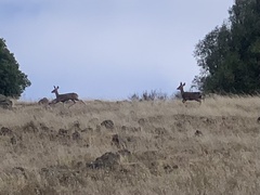 Odocoileus hemionus columbianus