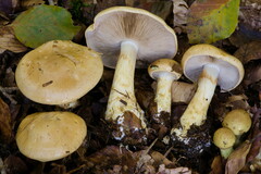 Cortinarius olidus