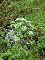 Conioselinum chinense