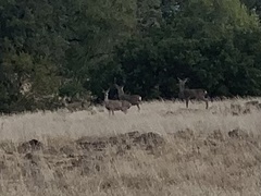 Odocoileus hemionus columbianus