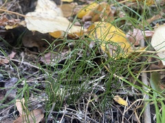 Equisetum scirpoides